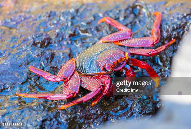 grapsus adscensionis - moorish crab, la palma. playa de los cancajos. - la palma canarische eilanden stockfoto's en -beelden