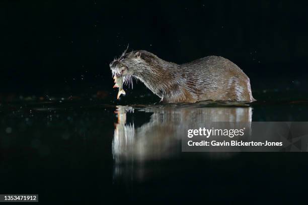 otter with fish at night - spalding england stock-fotos und bilder