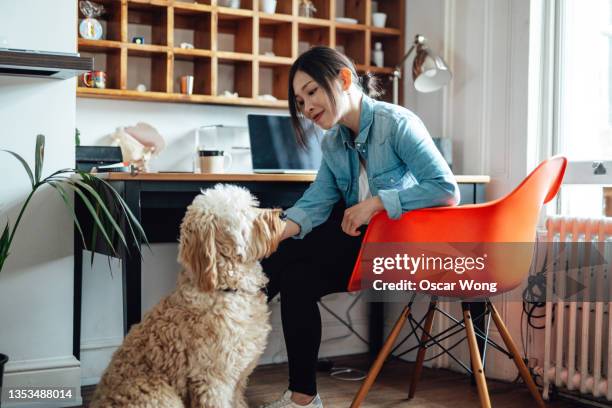 young woman playing with her dog while taking a break from work at home - working dog stock pictures, royalty-free photos & images
