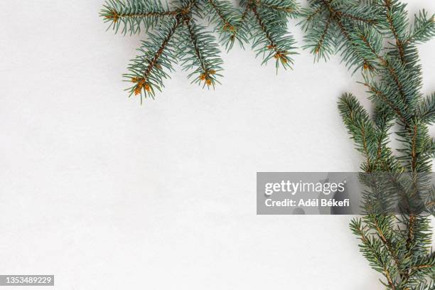 pine tree branch on white background - twig border stock pictures, royalty-free photos & images