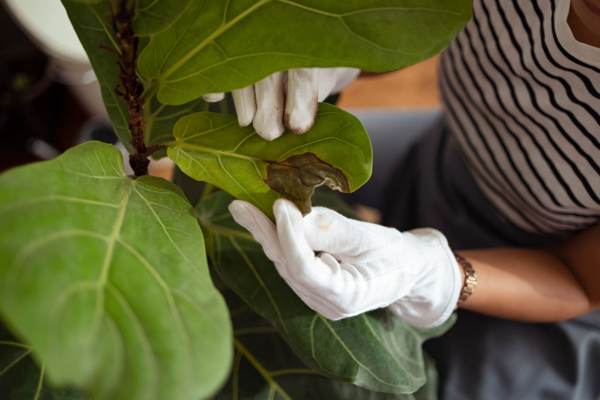 plant leaf cleaning