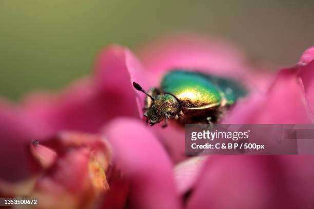 close-up of insect on pink flower,linz,austria - käfer stock-fotos und bilder