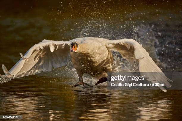 side view of swan flying over lake,northampton,united kingdom,uk - whooper swan stock-fotos und bilder