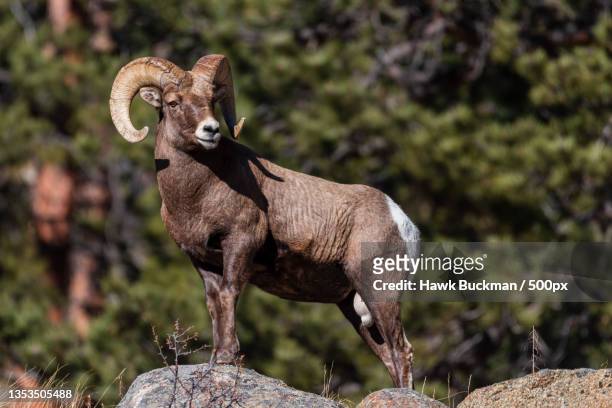 side view of goat standing on rock,larimer county,colorado,united states,usa - dickhornschaf stock-fotos und bilder