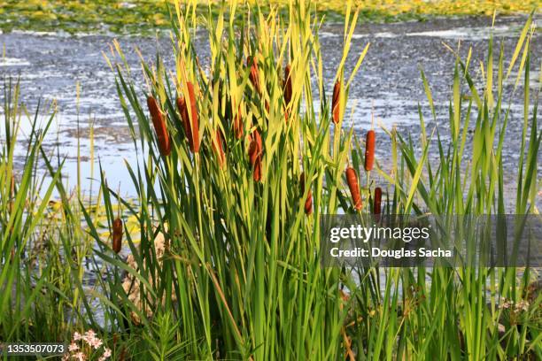 cattails and tall grass growing in the wetlands - sala grande foto e immagini stock