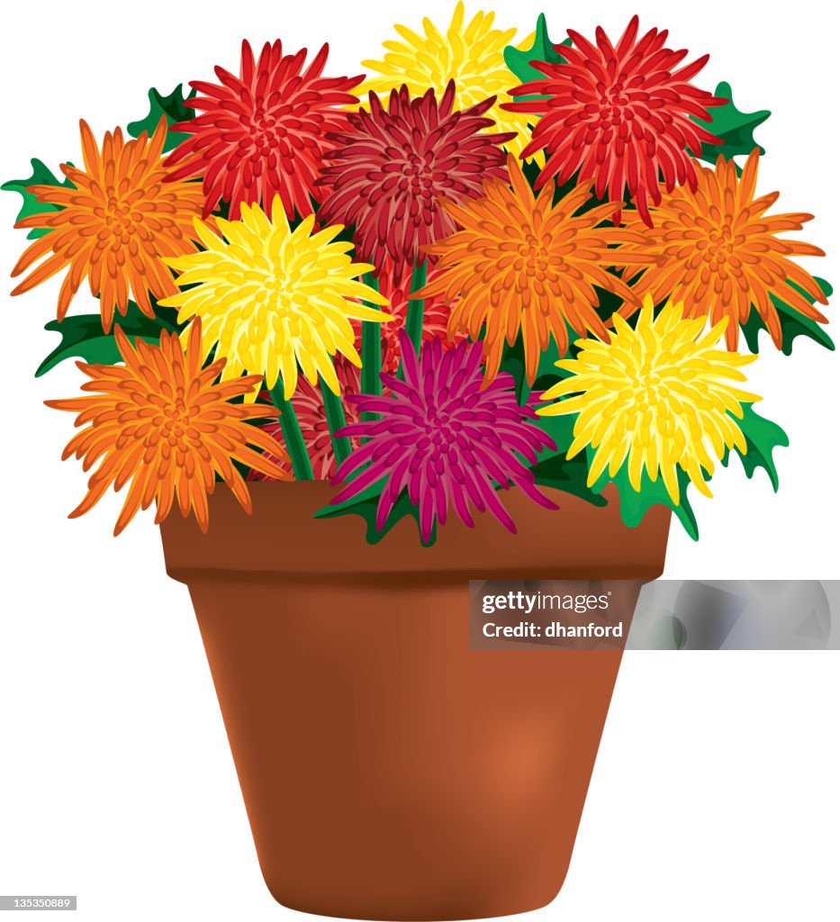 Multi-colored Chrysanthemums in a Clay Pot