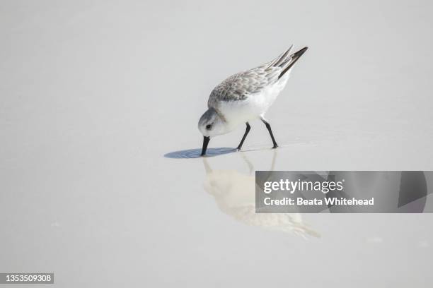 black-bellied plover (pluvialis squatarola) - plover stock pictures, royalty-free photos & images