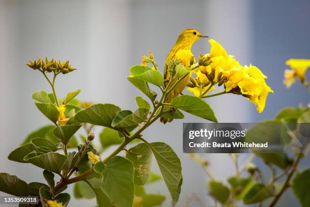 galapagos yellow warbler (dendroica petechia) - warbler stock pictures, royalty-free photos & images