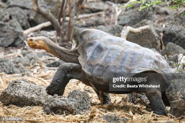 galapagos giant tortoises (geochelone elephantopus) - galapagos giant tortoise stock pictures, royalty-free photos & images