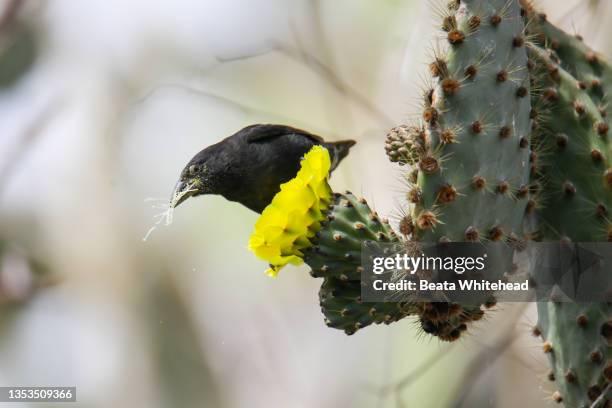 genovesa cactus finch (geospiza propinqua) - vink stockfoto's en -beelden