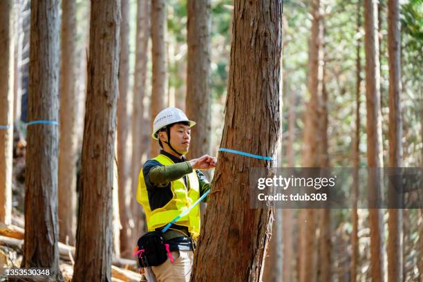 Tree Labling Process 1,041 Forester Marking Trees Stock Photos, High-Res Pictures, and ...