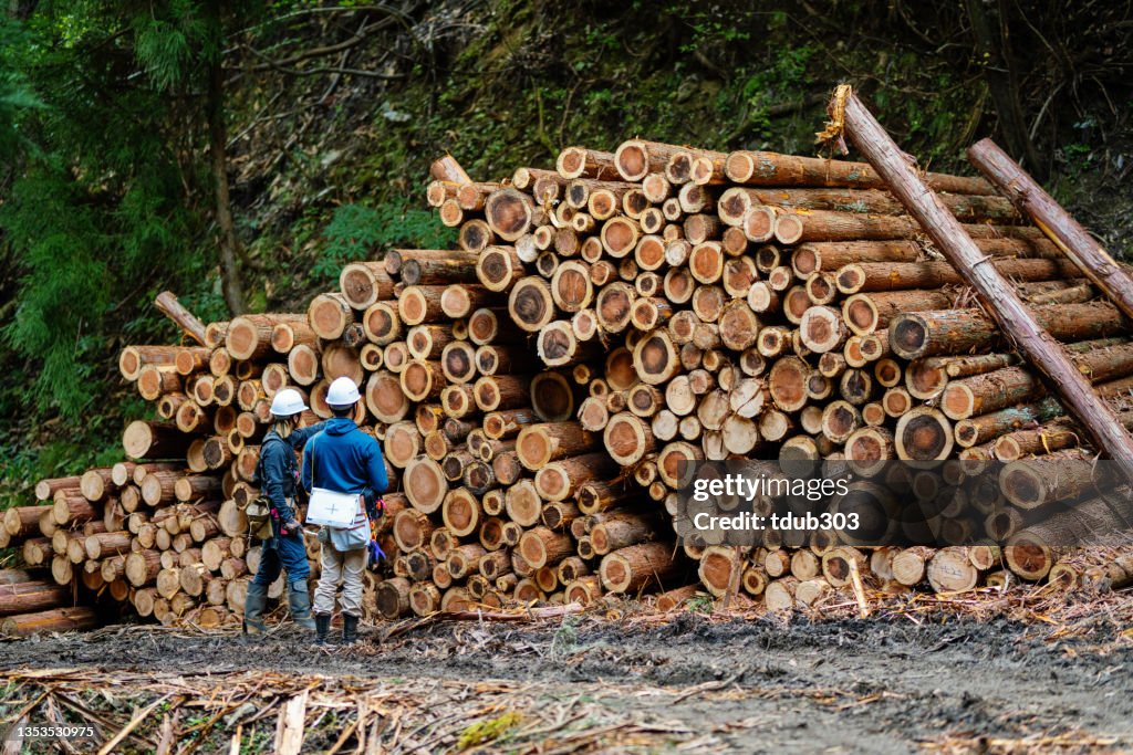 Measuring Log Two Foresters Measuring Logs At A Timber Sorting Facility High-Res ...