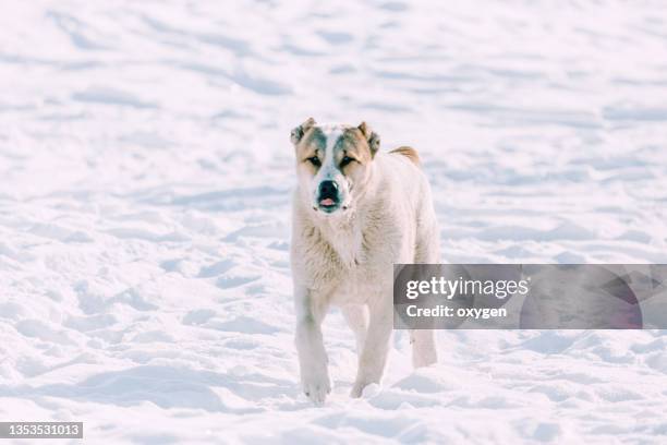 central asian shepherd dog puppy is walking on a white snow in the winter. looking at the camera. pet animals - alabai stock pictures, royalty-free photos & images