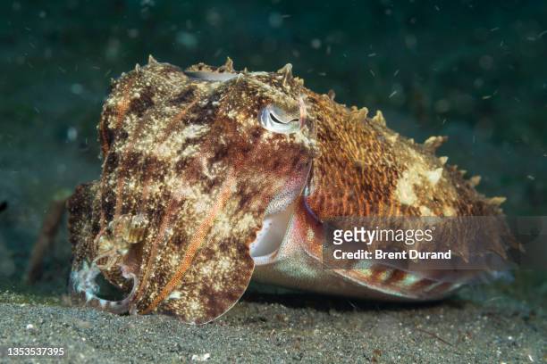 broadclub cuttlefish - sepia latimanus - cuttlefish stock pictures, royalty-free photos & images
