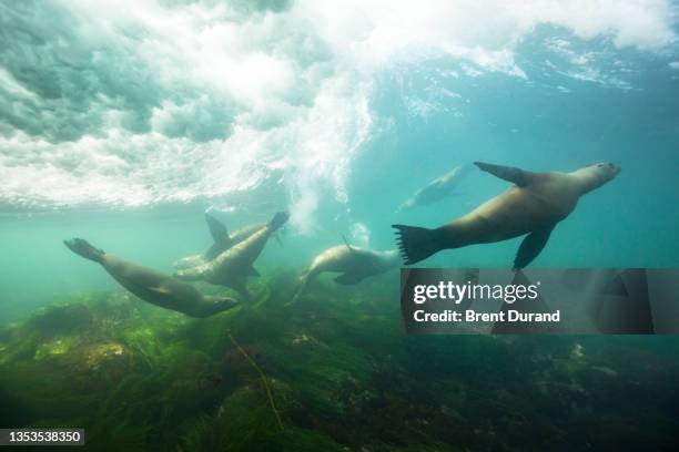 sea lions play underwater at la jolla cove - zalophus californianus imagens e fotografias de stock