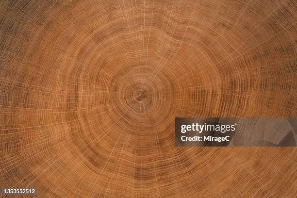 annual tree rings texture of oak tree trunk slice - rustic plate overhead photos et images de collection