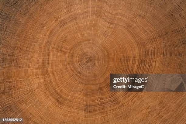 annual tree rings texture of oak tree trunk slice - boomstam stockfoto's en -beelden