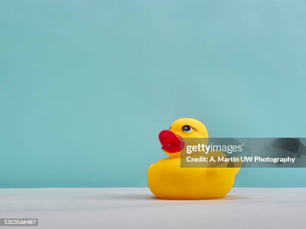 yellow rubber duck on bright blue background - schwimmer freisteller stock-fotos und bilder