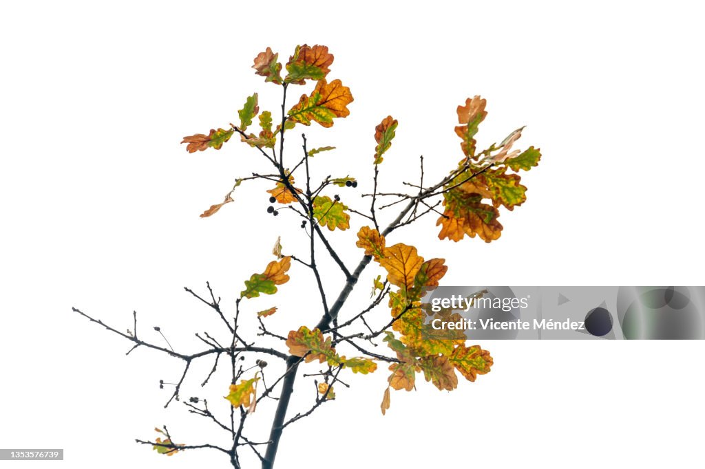 Oak branch and leaves with drops of water in autumn