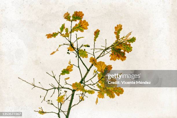 oak branch and leaves with drops of water in autumn - botany imagens e fotografias de stock