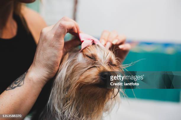 woman combing a little cute and beautiful purebred yorkshire terrier dog in the bathroom. - combing stockfoto's en -beelden