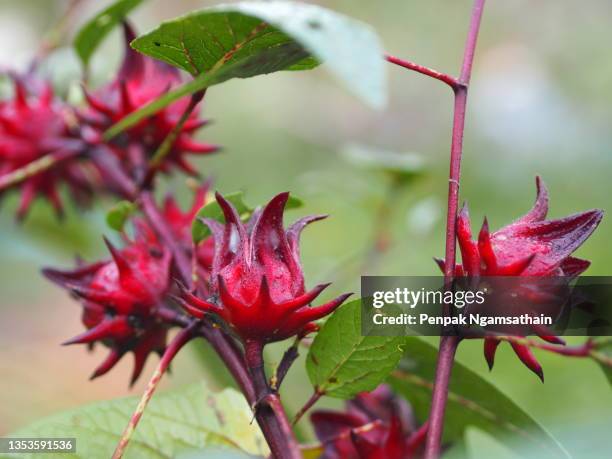 406 Flor De Jamaica Photos and Premium High Res Pictures - Getty Images 406 Flor De Jamaica Photos and Premium High Res Pictures - Getty Images