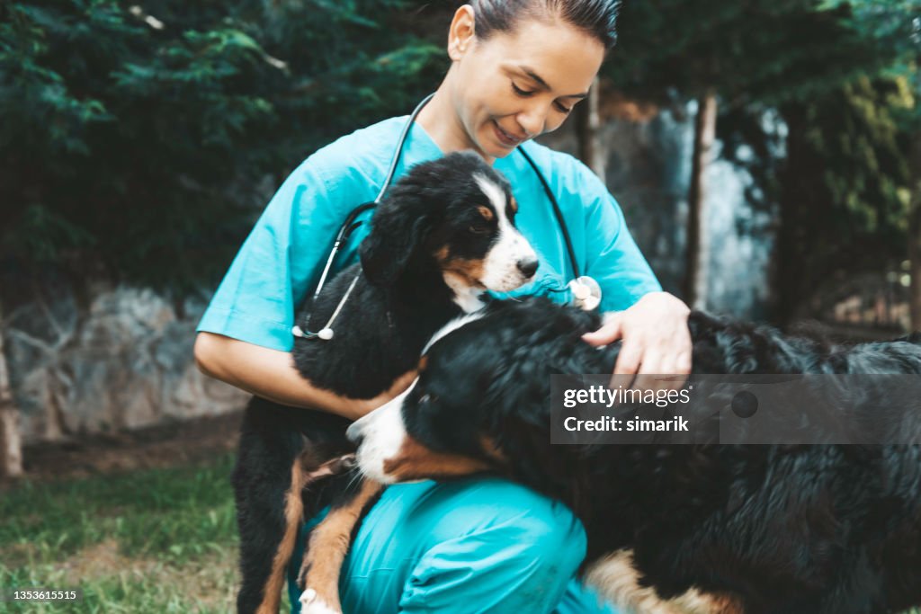 Animal Hospital