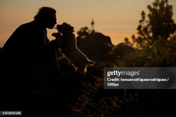 silhouette of man with west highland white terrier sitting on field against sky during sunset,santa cruz de tenerife,spain - west highland white terrier stock-fotos und bilder