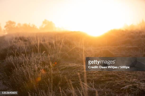 scenic view of field against sky during sunset,ugchelse bos,ugchelen,netherlands - ochtend fotografías e imágenes de stock