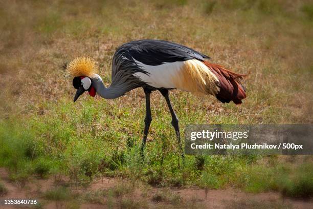 close-up of crane perching on grassy field,maasai mara national reserve,kenya - gru coronata grigia foto e immagini stock