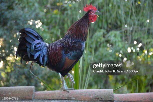 close-up of rooster on field,fort pierce,florida,united states,usa - red grant stock-fotos und bilder