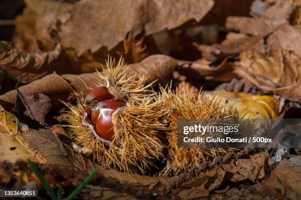 close-up of dry leaves on field - horse chestnut photos et images de collection
