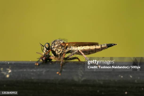 Teli Insect Closeup Of Insect On Wood Terelj Mongolia High-Res Stock Photo - Getty ...