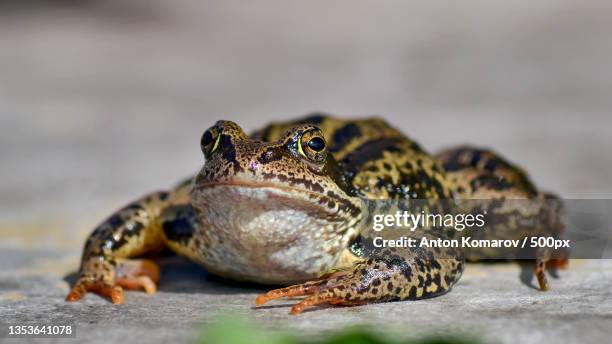 close-up of frogs on ground,russia - ugly animal stock pictures, royalty-free photos & images