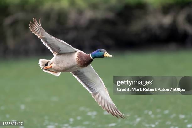 close-up of mallard duck flying over lake,middle pool,telford,united kingdom,uk - pato real imagens e fotografias de stock