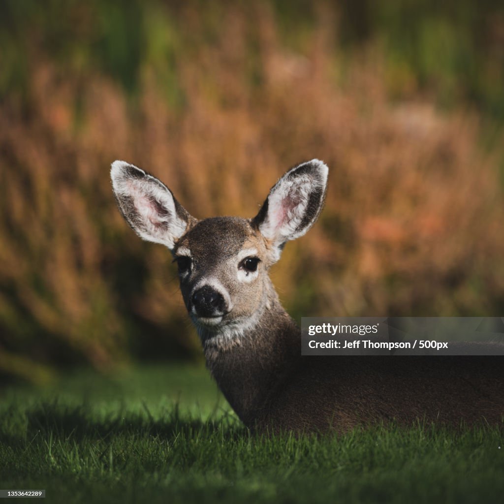 Portrait of mule white standing on field,Campbell River,British Columbia,Canada