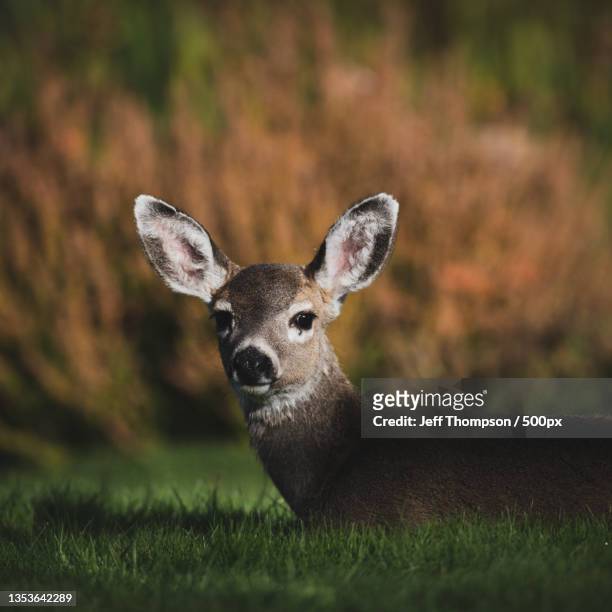portrait of mule white standing on field,campbell river,british columbia,canada - mule deer stock pictures, royalty-free photos & images