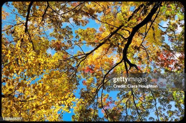 the yellow canopy of autumn - connecticut landscape stock pictures, royalty-free photos & images