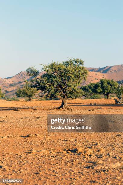 souss massa draa, morocco, north africa - argan oil stockfoto's en -beelden