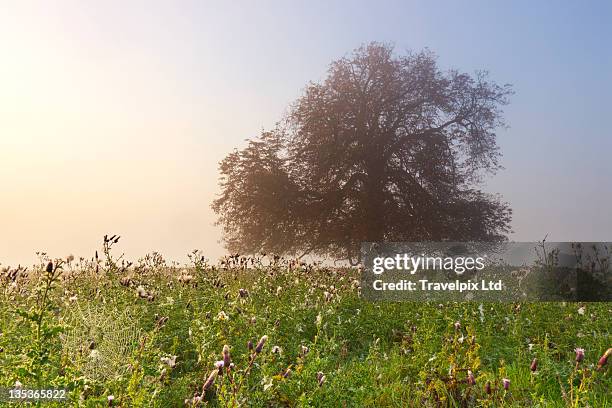 horse chestnut tree, misty morning - picture of a buckeye tree - fotografias e filmes do acervo