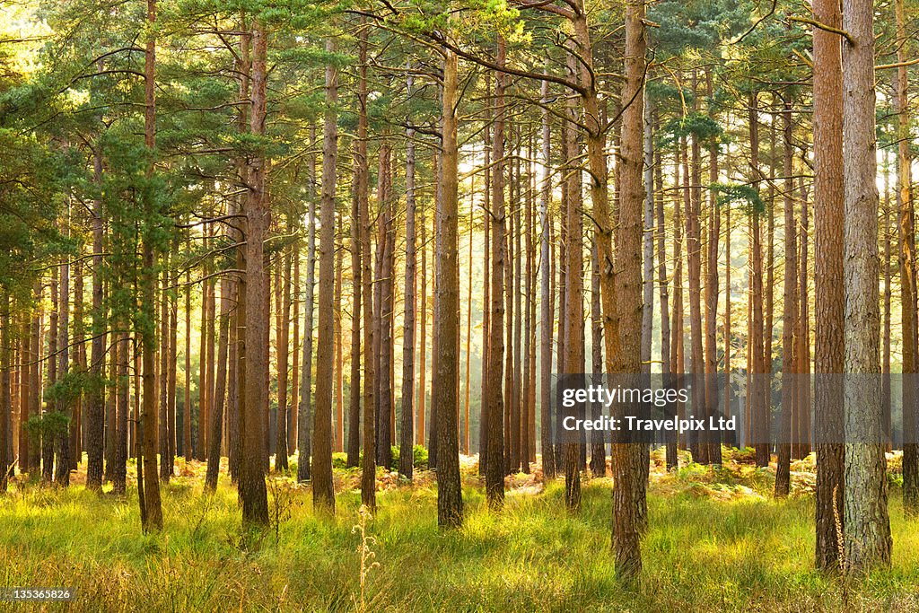 Pine Forest, morning light