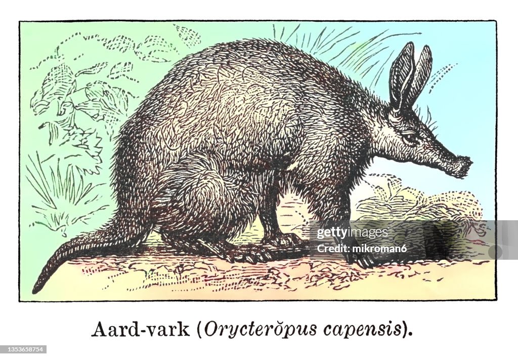 Old engraved illustration of Aardvark (Orycteropus afer)