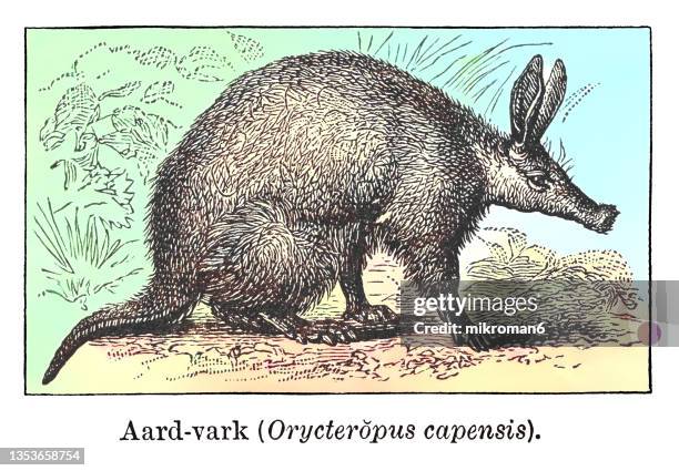 old engraved illustration of aardvark (orycteropus afer) - porco formigueiro imagens e fotografias de stock