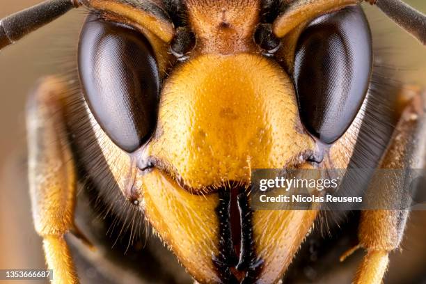 asian hornet (vespa velutina) - murder hornet stock-fotos und bilder