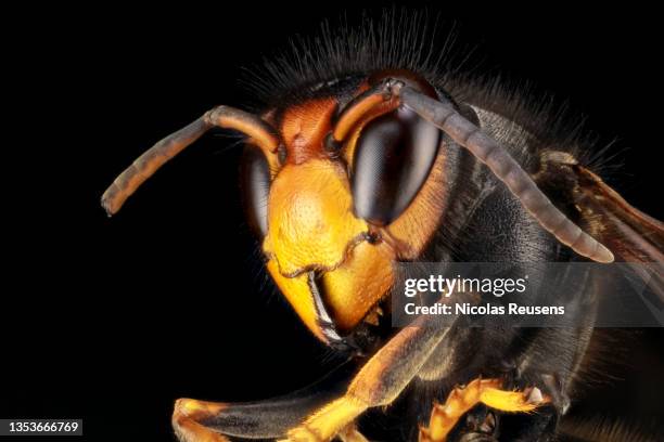 asian hornet (vespa velutina) - asian giant hornet stock pictures, royalty-free photos & images