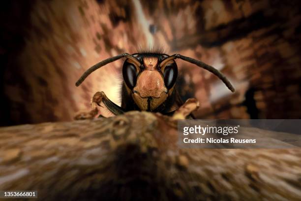 asian hornet (vespa velutina) - murder hornet stock-fotos und bilder
