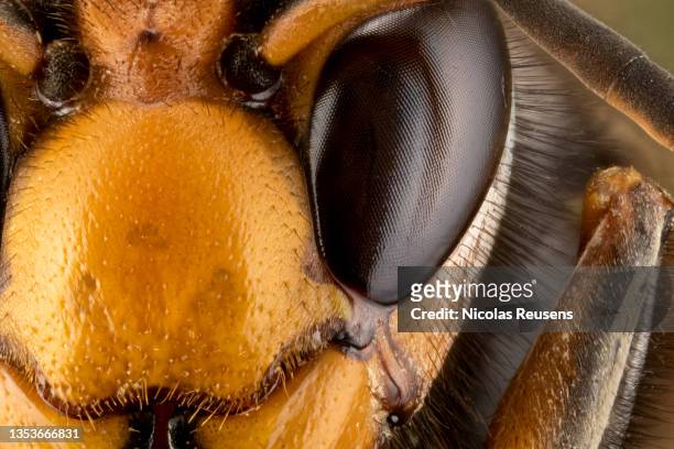 asian hornet (vespa velutina) - murder hornets fotografías e imágenes de stock