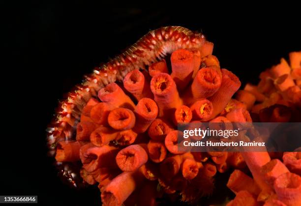 Fireworms Eating Tubastraea Coccinea Photos and Premium High Res Pictures - Getty Images