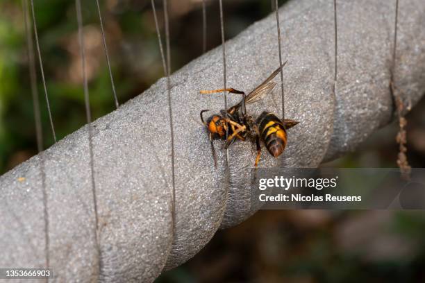 asian hornet (vespa velutina) - asian hornet stock-fotos und bilder