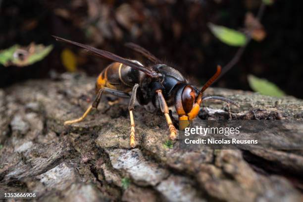 asian hornet (vespa velutina) - murder hornets bildbanksfoton och bilder